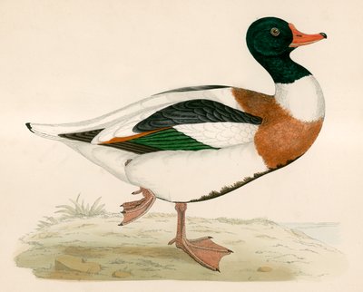 Escudo de Beverley R. Morris